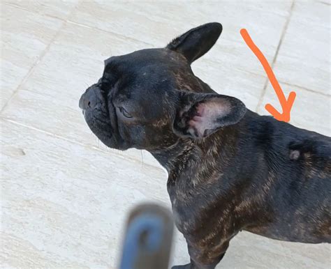 bald french bulldog|french bulldog hair loss treatment.